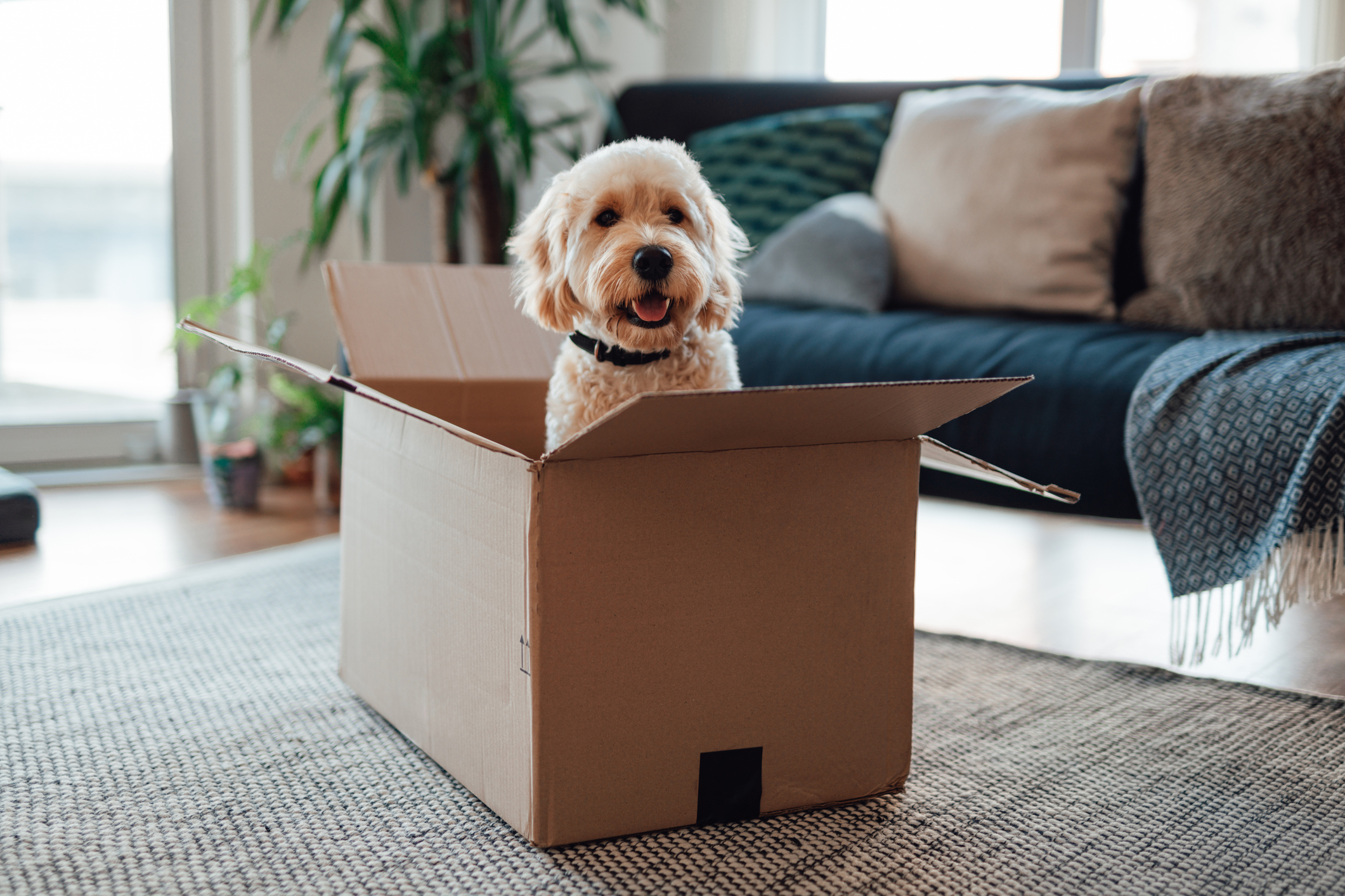 Hond in een verhuisdoos