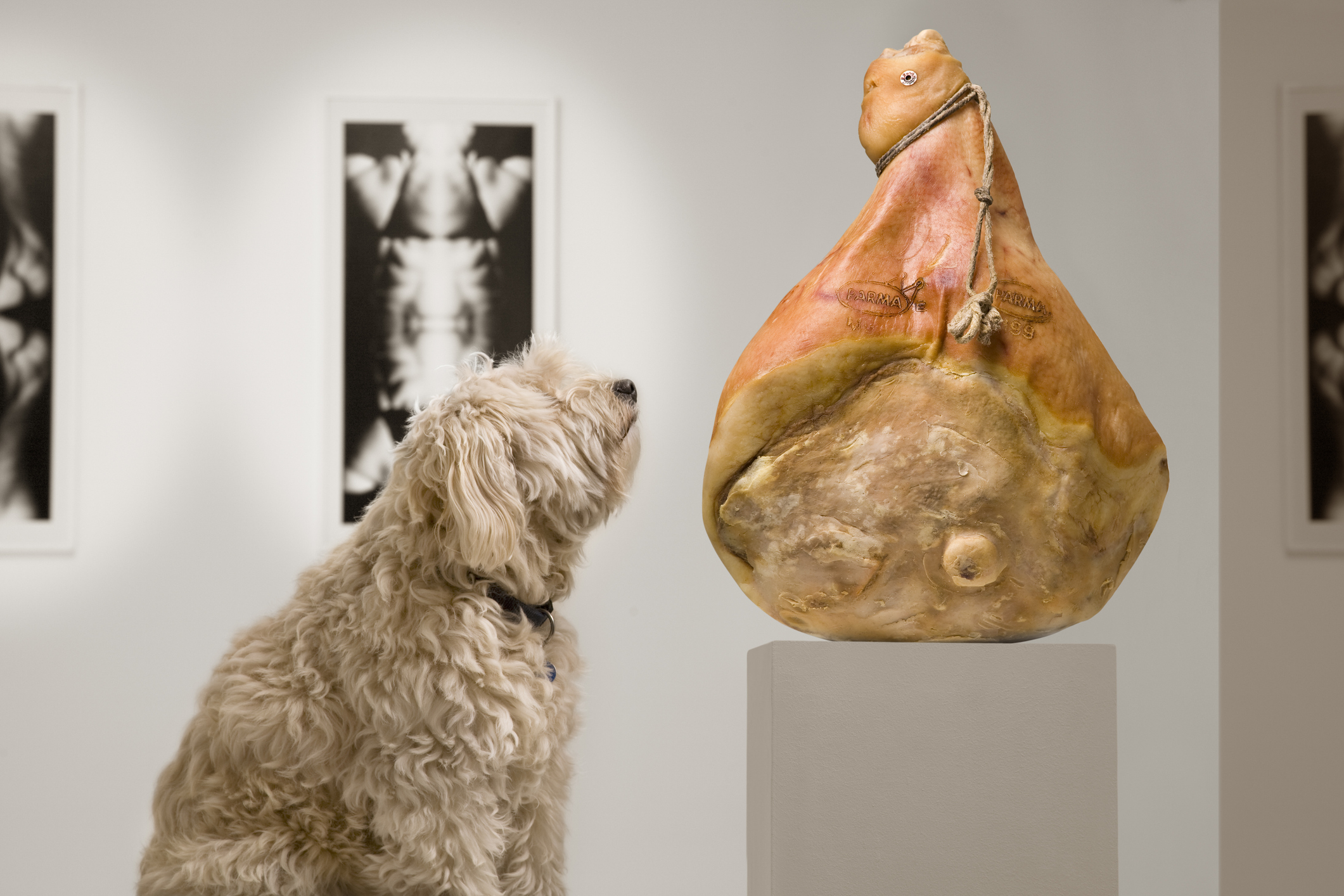Hond in het museum