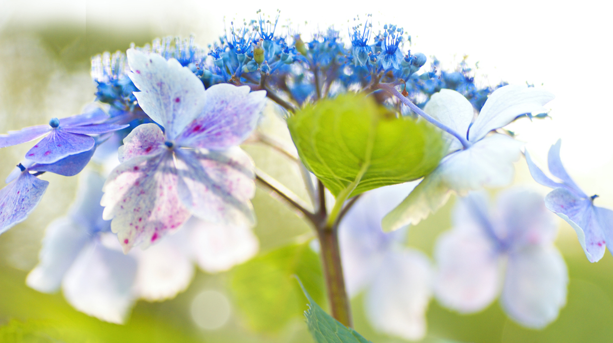 Hortensia in mooie lichtblauwe kleur