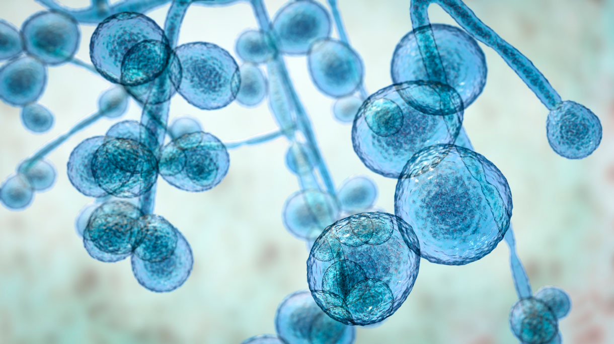 Candida auris