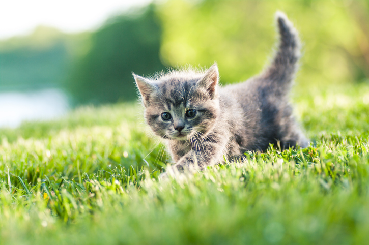 Kitten