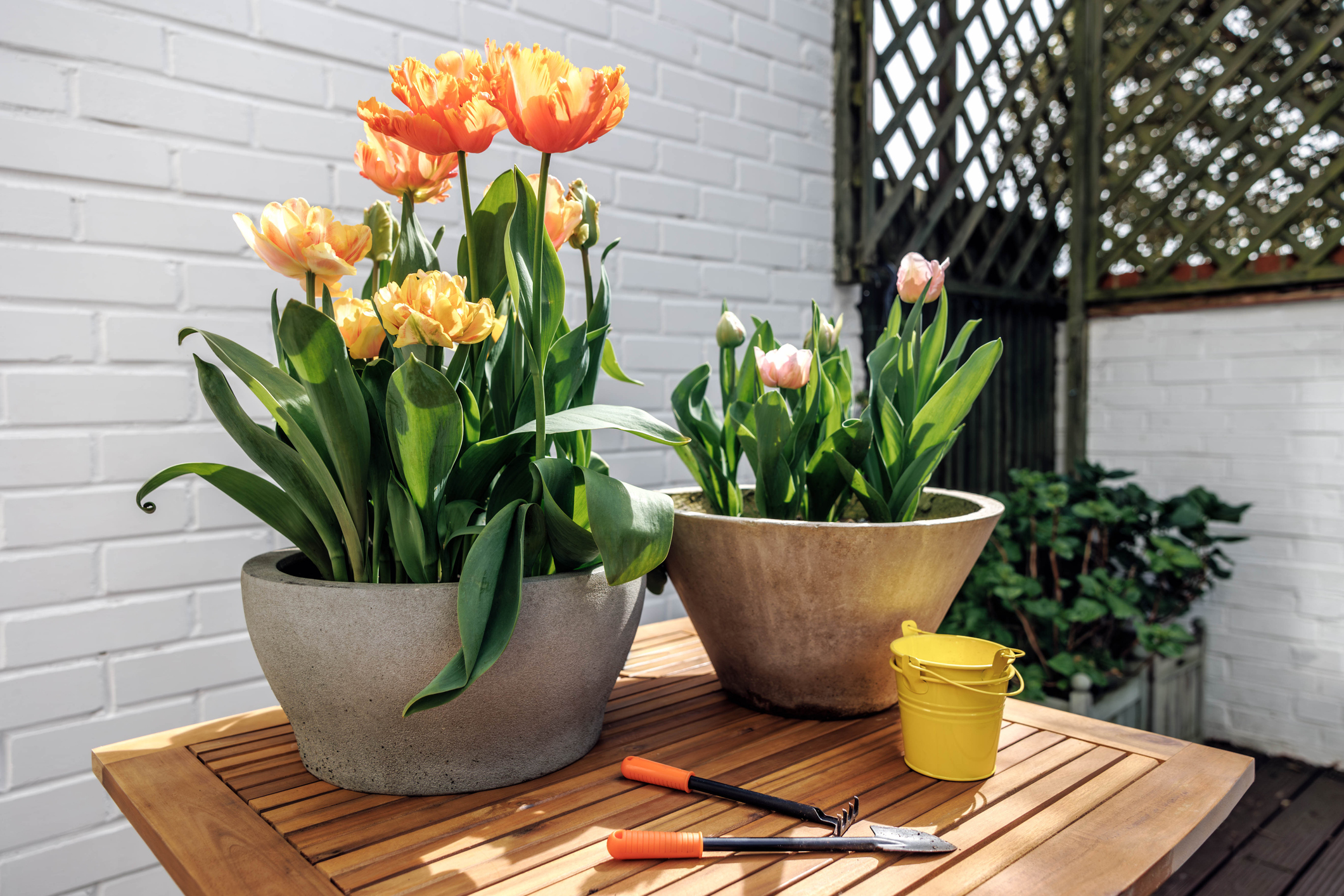 Tulpen in een pot