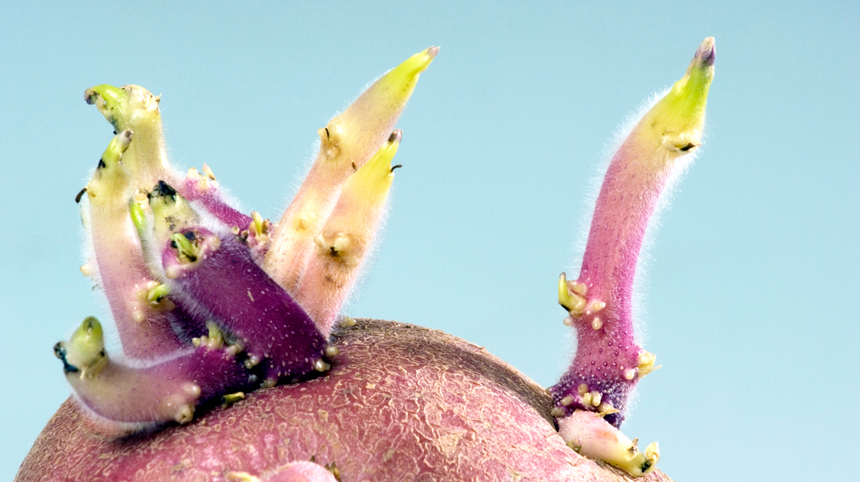 Uitlopers van aardappelen