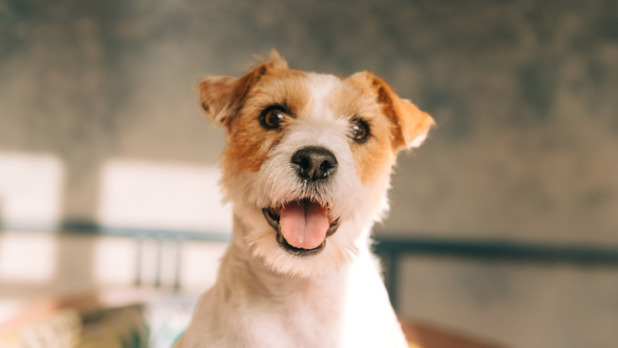 Hondje kijkt blij