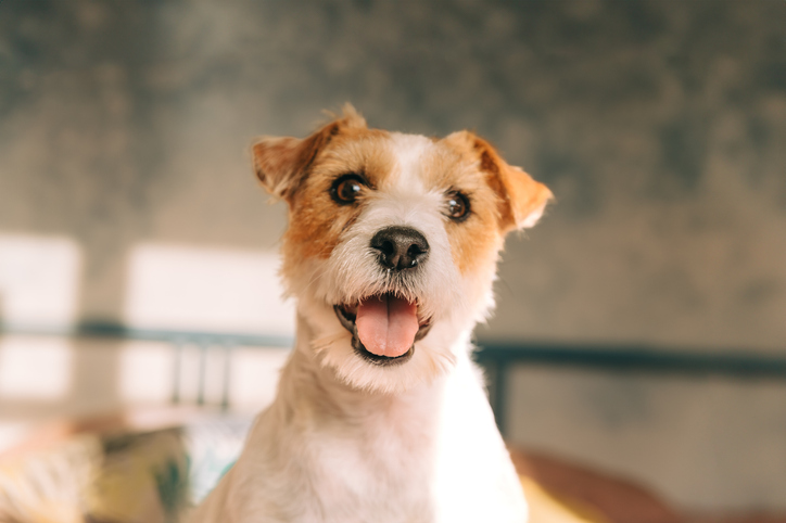 Hondje kijkt blij