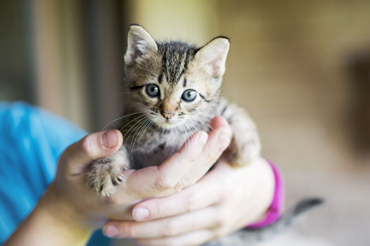 Kitten in de hand van een vrouw