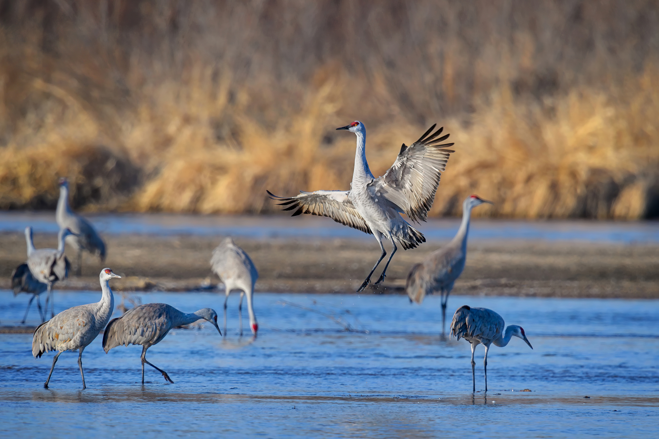 Kraanvogels