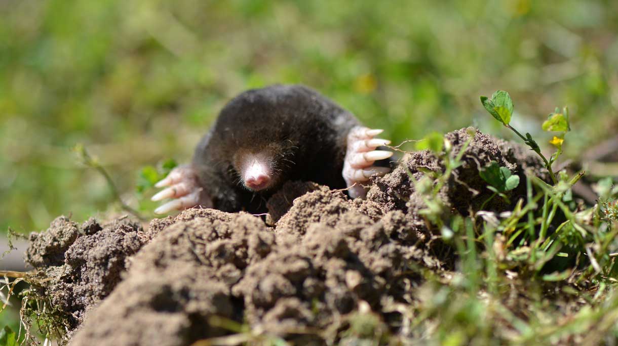 Mol in een molshoop
