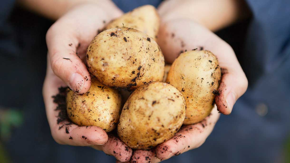hand met aardappelen