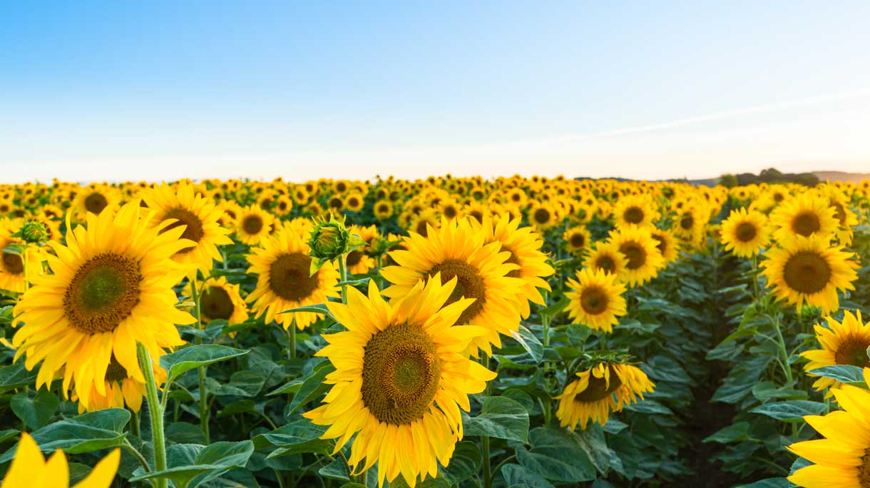Veld vol zonnebloemen