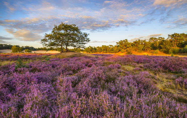 Drunense Duinen
