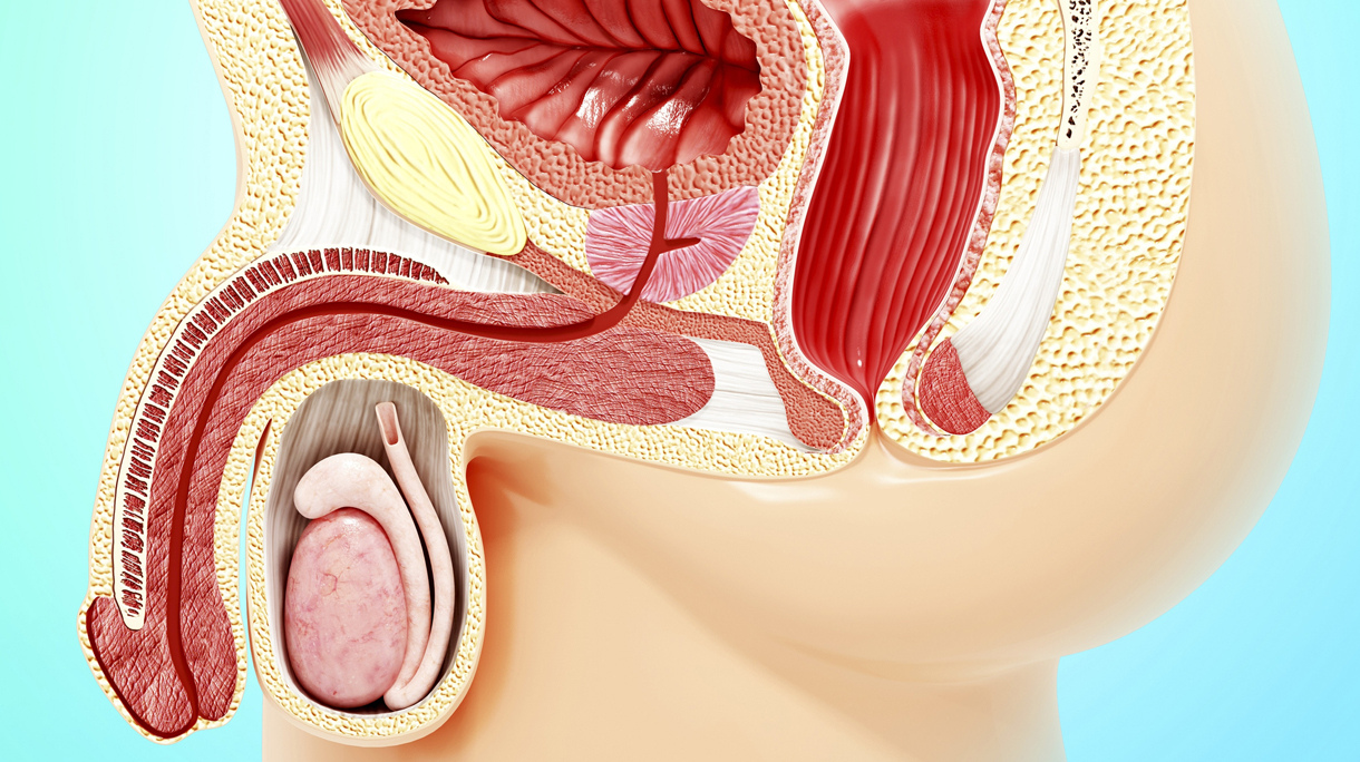 anatomie van de penis