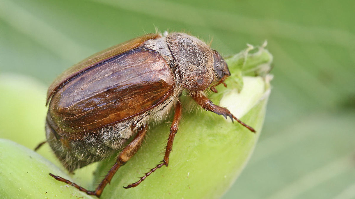 1200px-Amphimallon_solstitialis_(2008-06-17).jpg