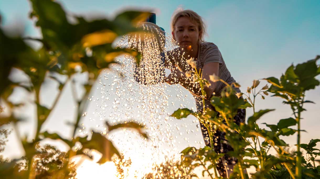 Vrouw sproeit haar tuin in de zomer