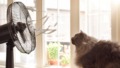 Kat zit voor ventilator omdat het zo warm is