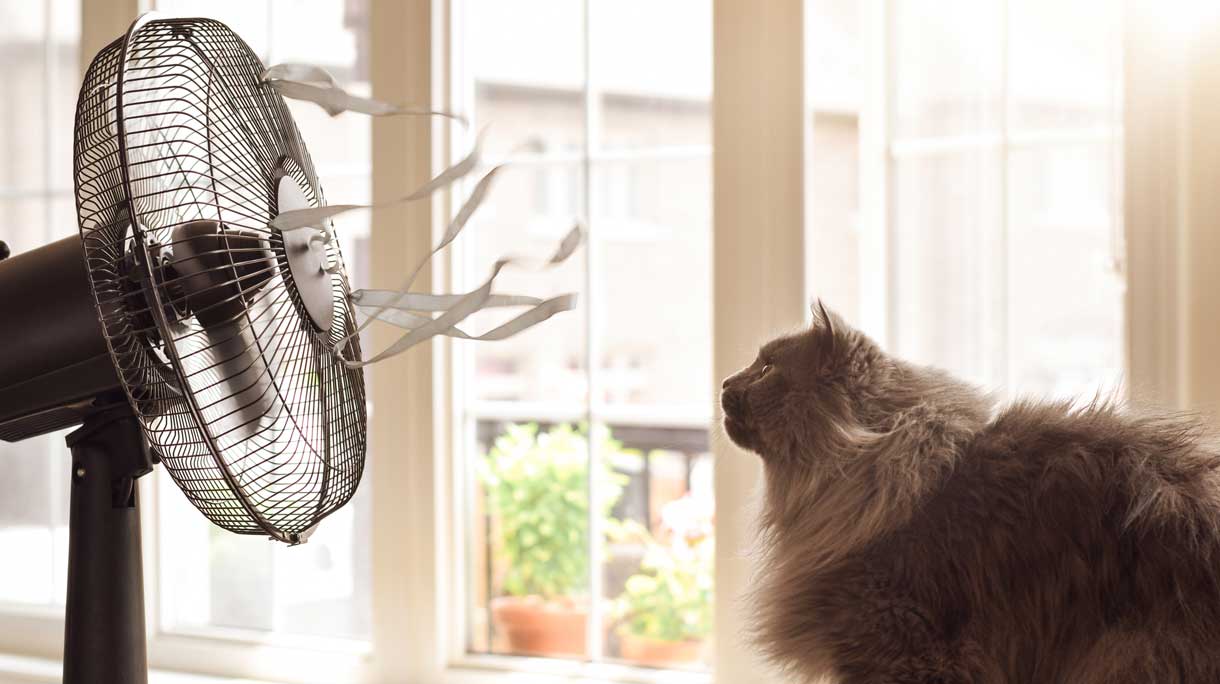 Kat zit voor ventilator omdat het zo warm is