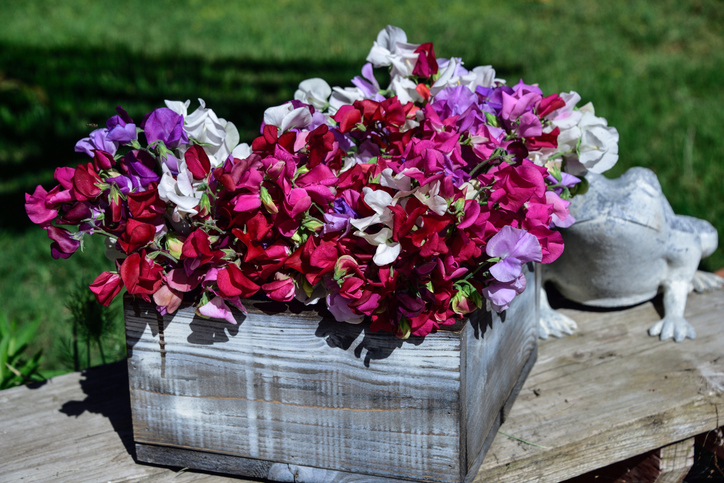 Lathyrus