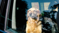 hond_2