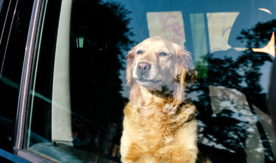 hond_2