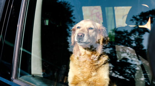 hond_2