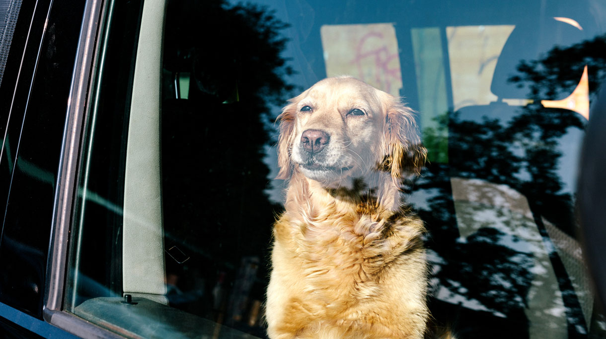 hond_2