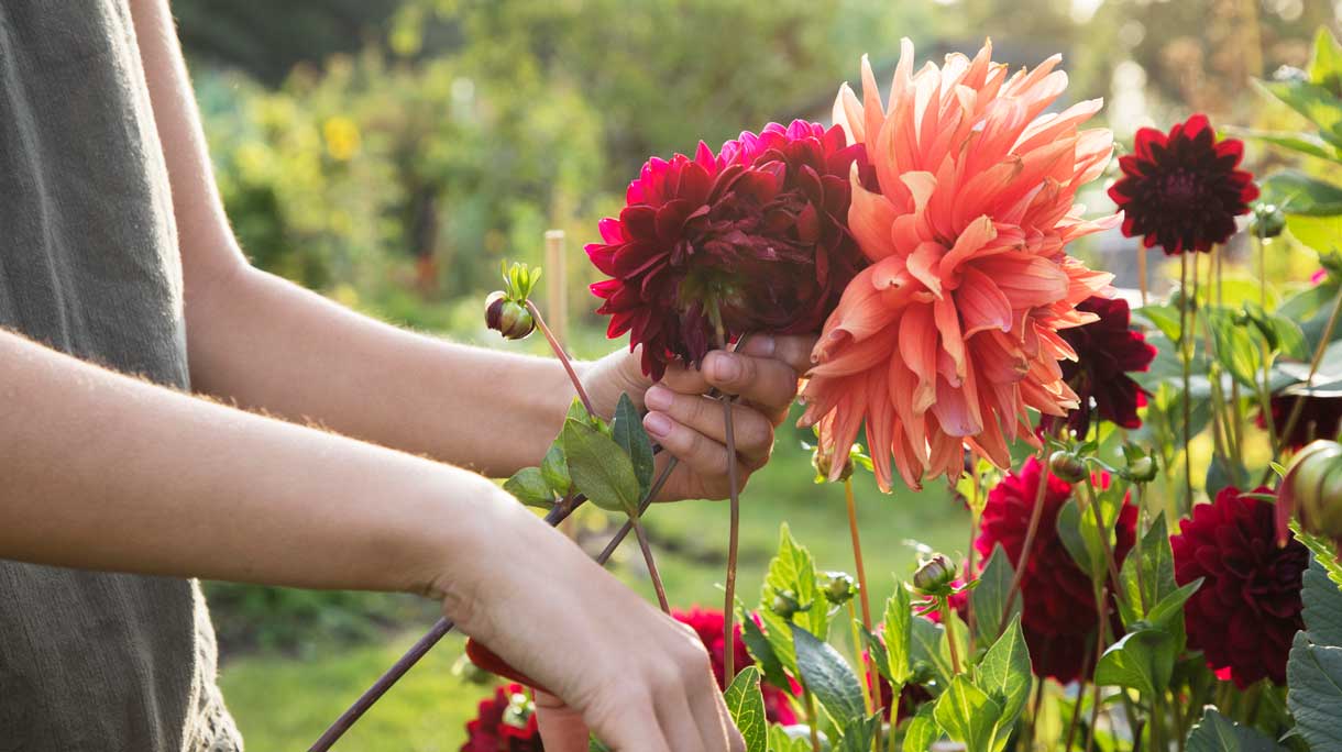 Dahlia's knippen in de tuin