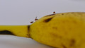 Banaan met een paar fruitvliegjes erop