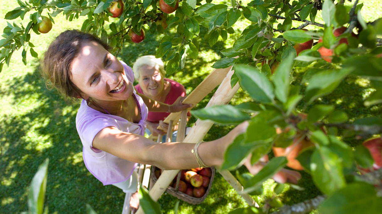 Vrouwen plukken appels van fruitbomen