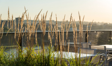 Miscanthus sinensis in borderbak op een dakterras