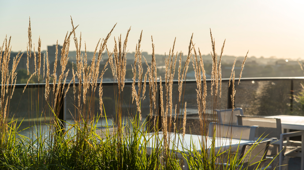 Miscanthus sinensis in borderbak op een dakterras