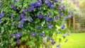 Clematis in bloei in mooie tuin