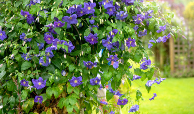 Clematis in bloei in mooie tuin