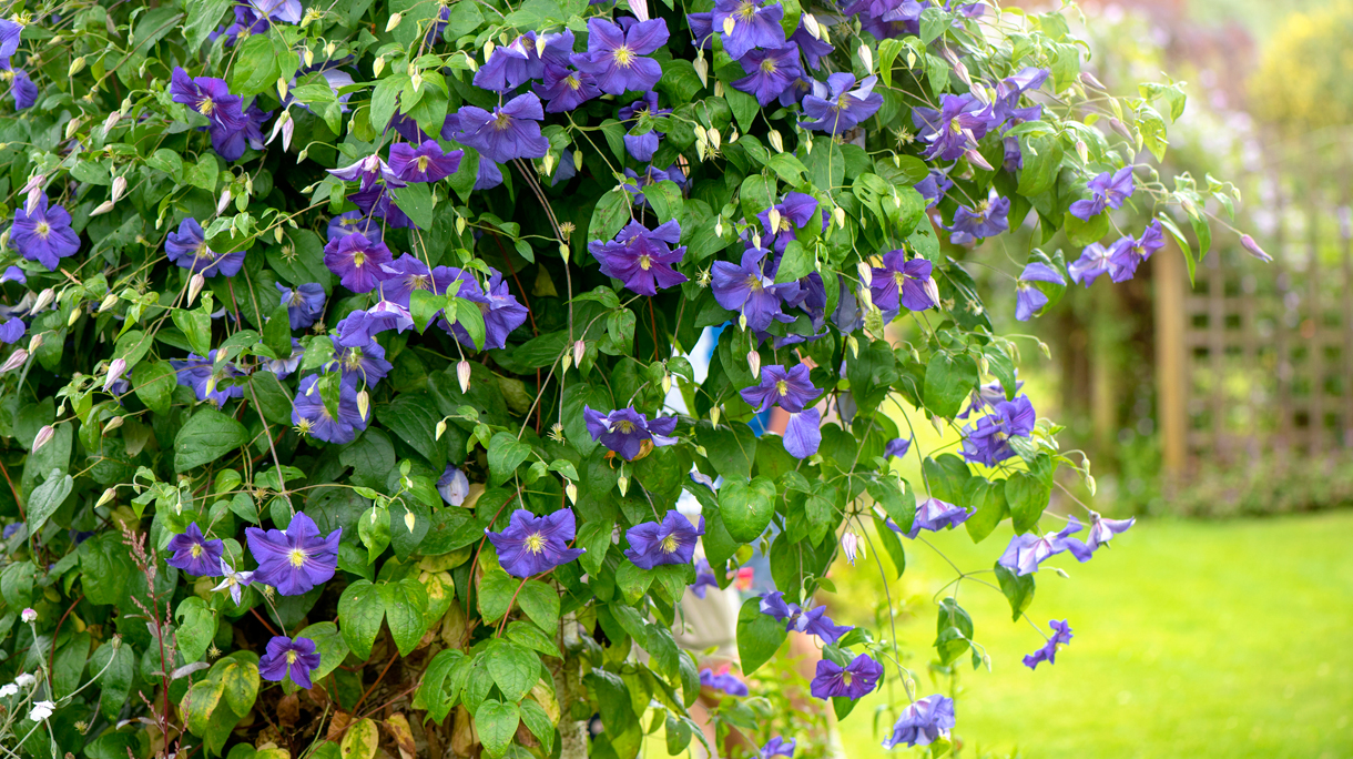 Clematis in bloei in mooie tuin