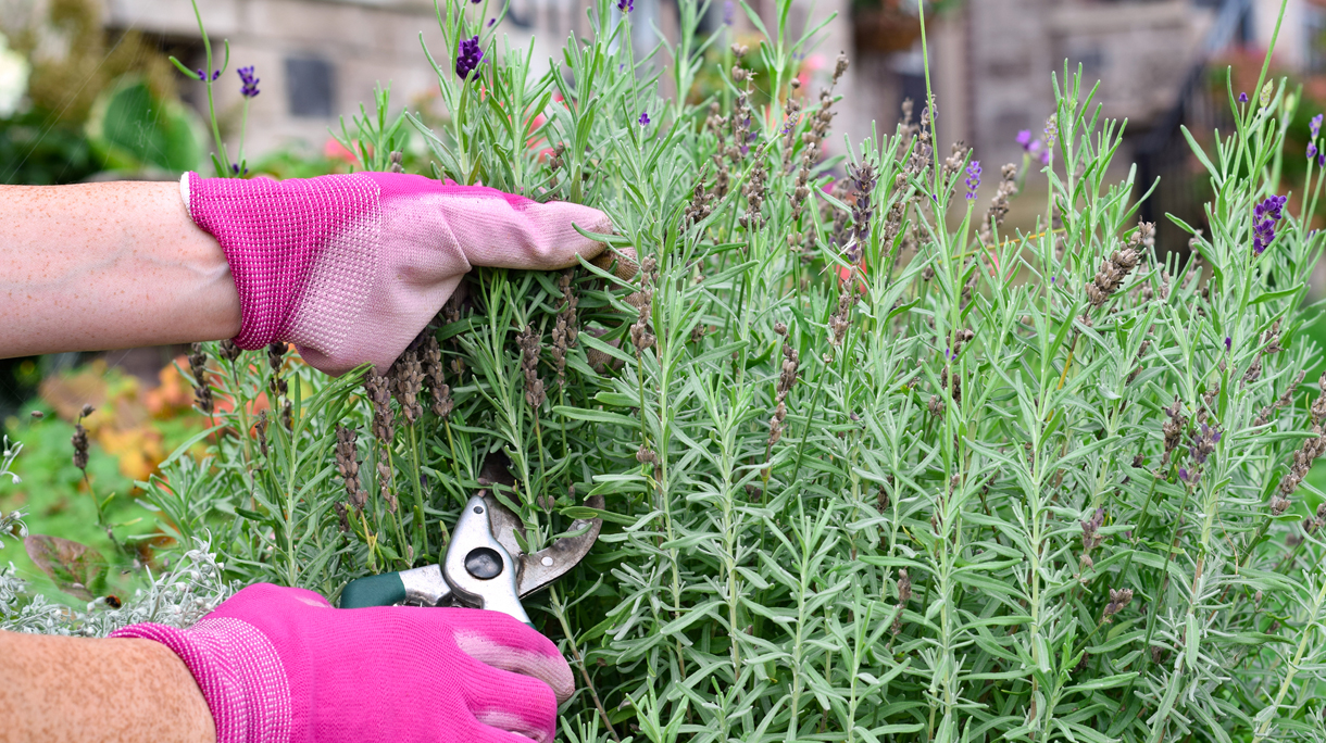 Lavendel snoeien in augustus