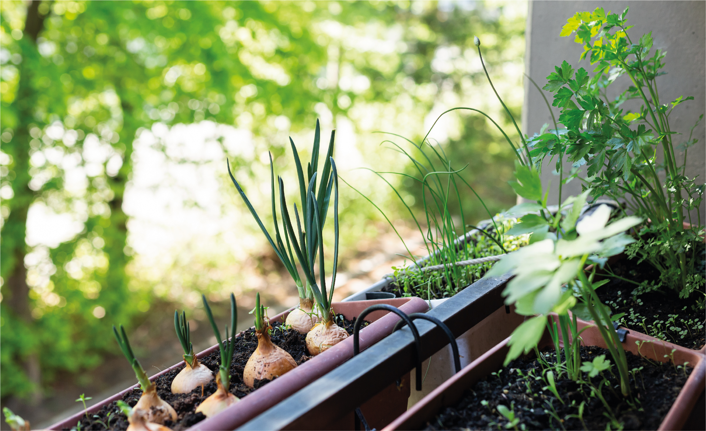 moestuin_balkon