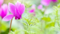 Tuincyclamen