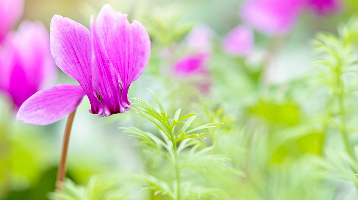 Tuincyclamen