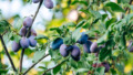 Pruimen in de zomer aan een pruimenboom