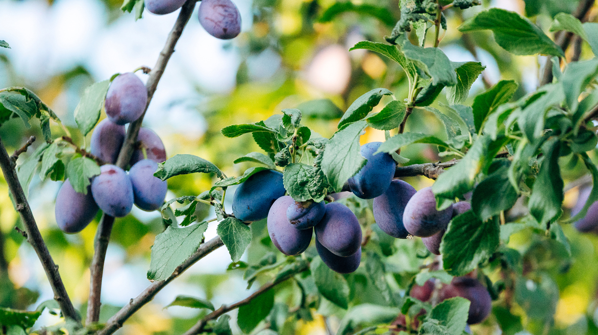 Pruimen in de zomer aan een pruimenboom