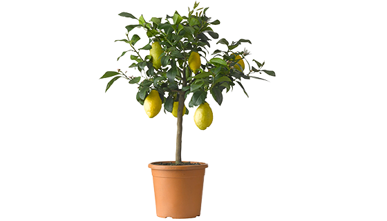Citrusboom