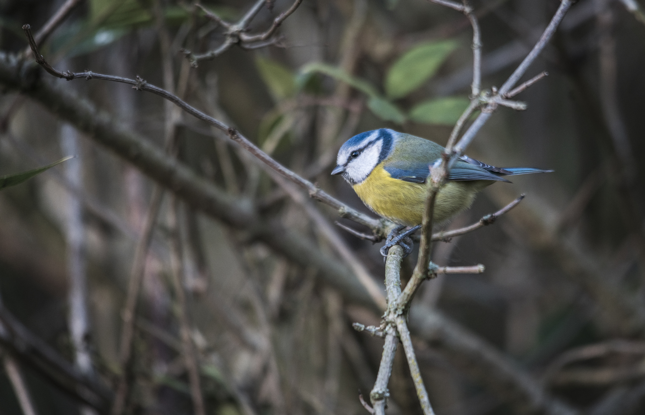 Koolmees bos herfst dorre takken kleurrijke vogel