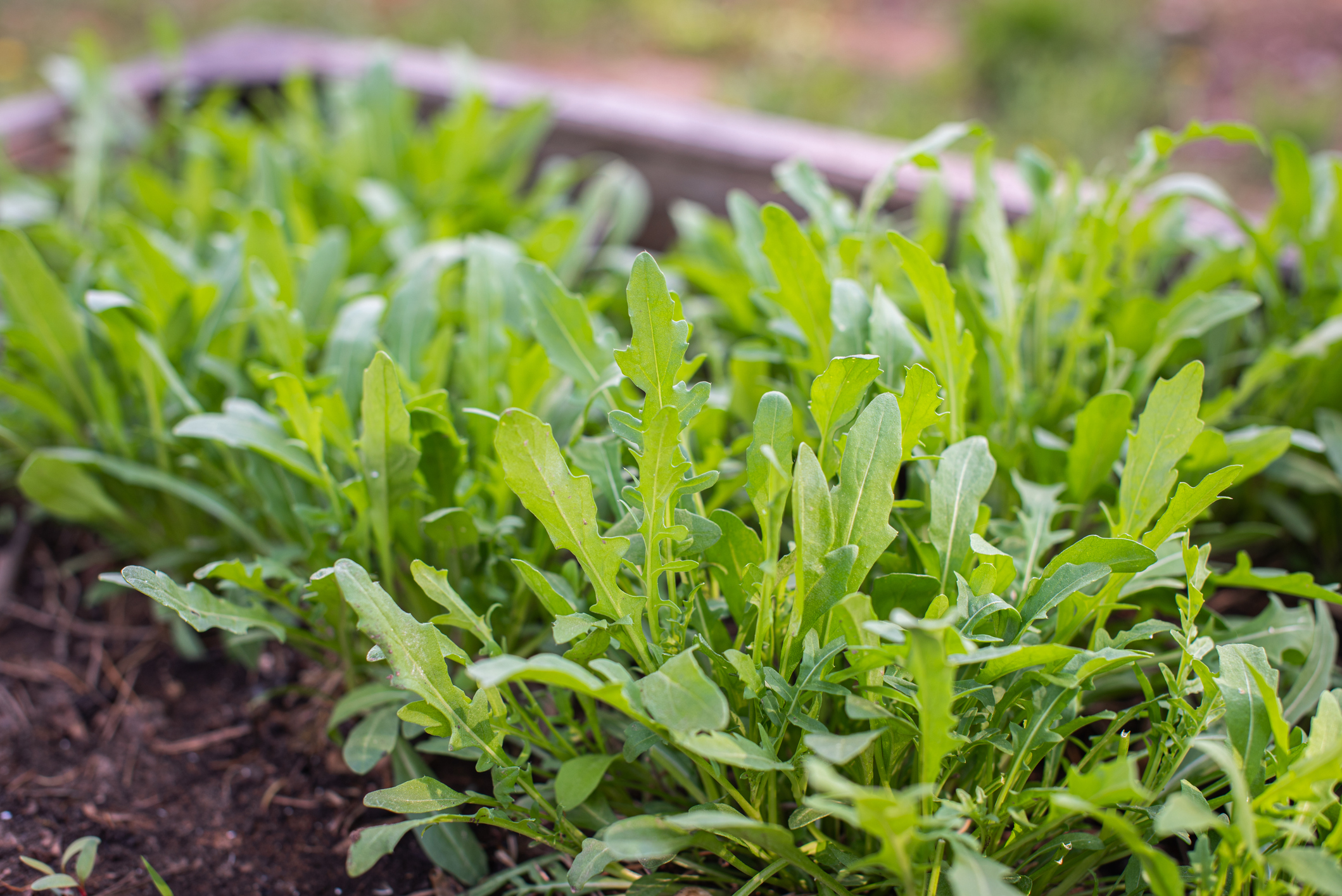Biologische rucola