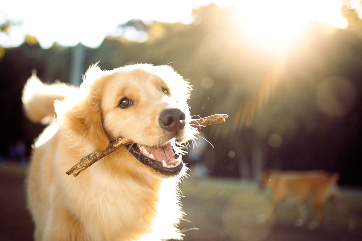 Golden retriever brings a stick in the sunlight
