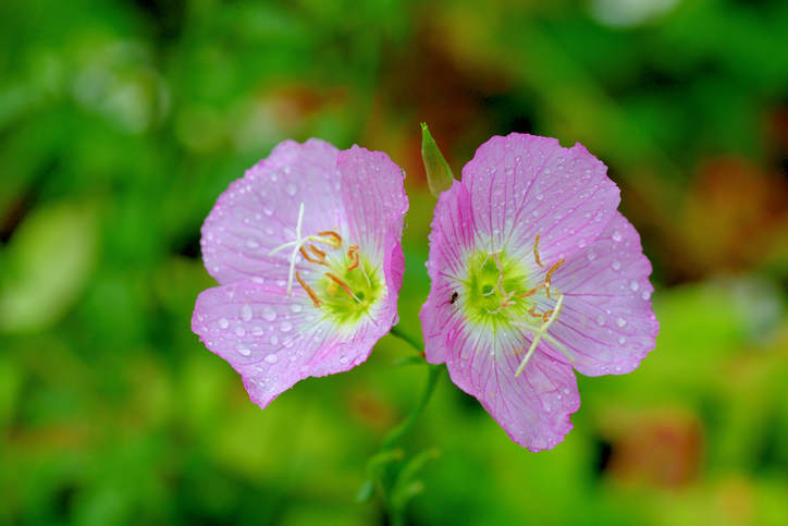 Evening Primrose