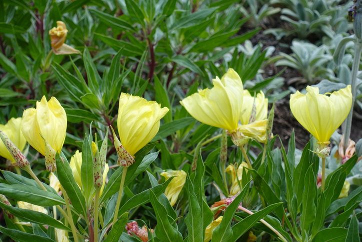 Oenothera Macrocarpa