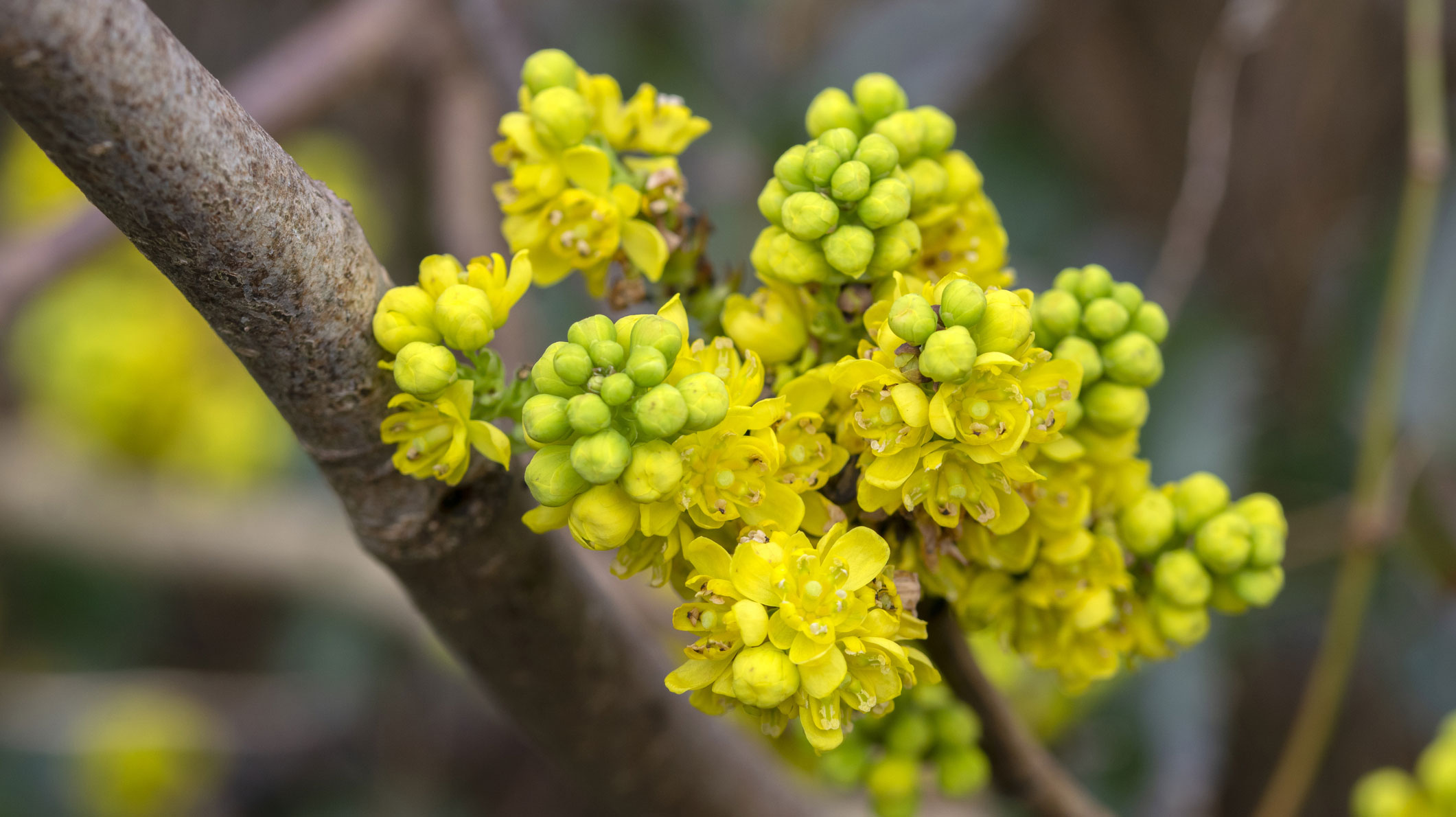 mahonia aquifolium