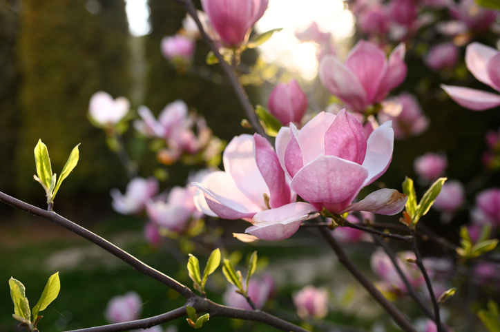 Magnolia