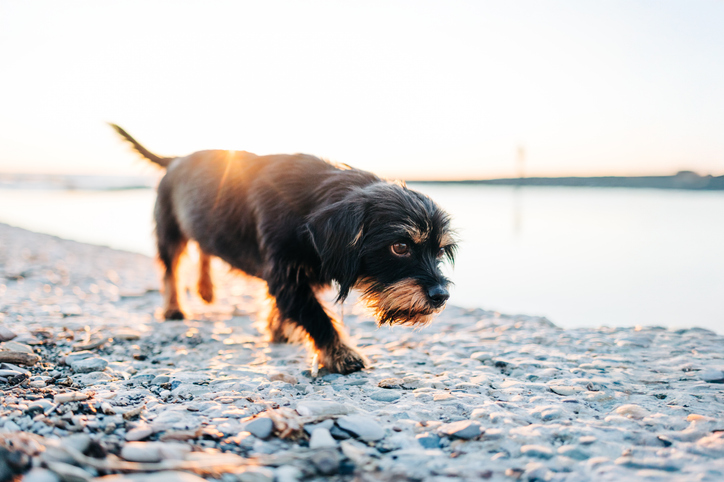 Hond loopt nat over het strand bij zonsondergang