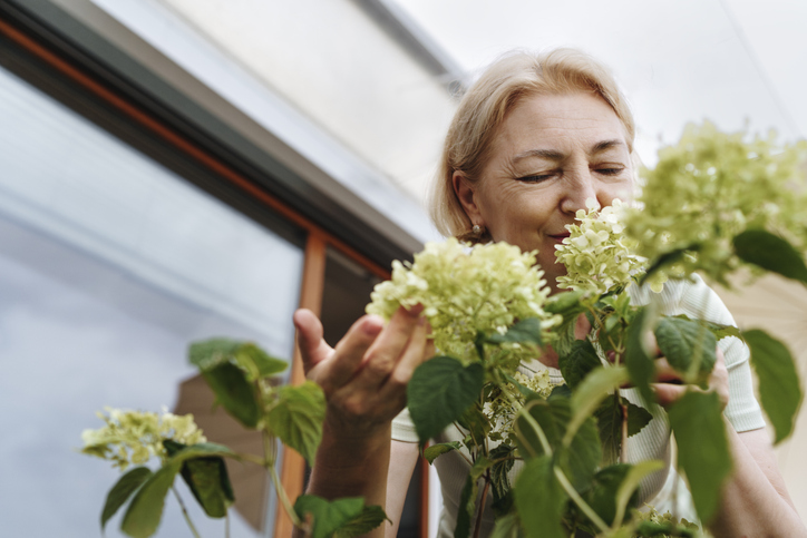 Ruiken aan hortensia