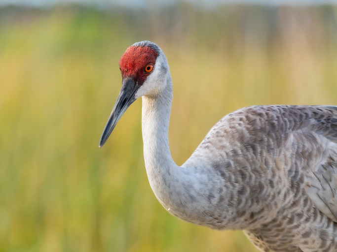 Kraanvogel
